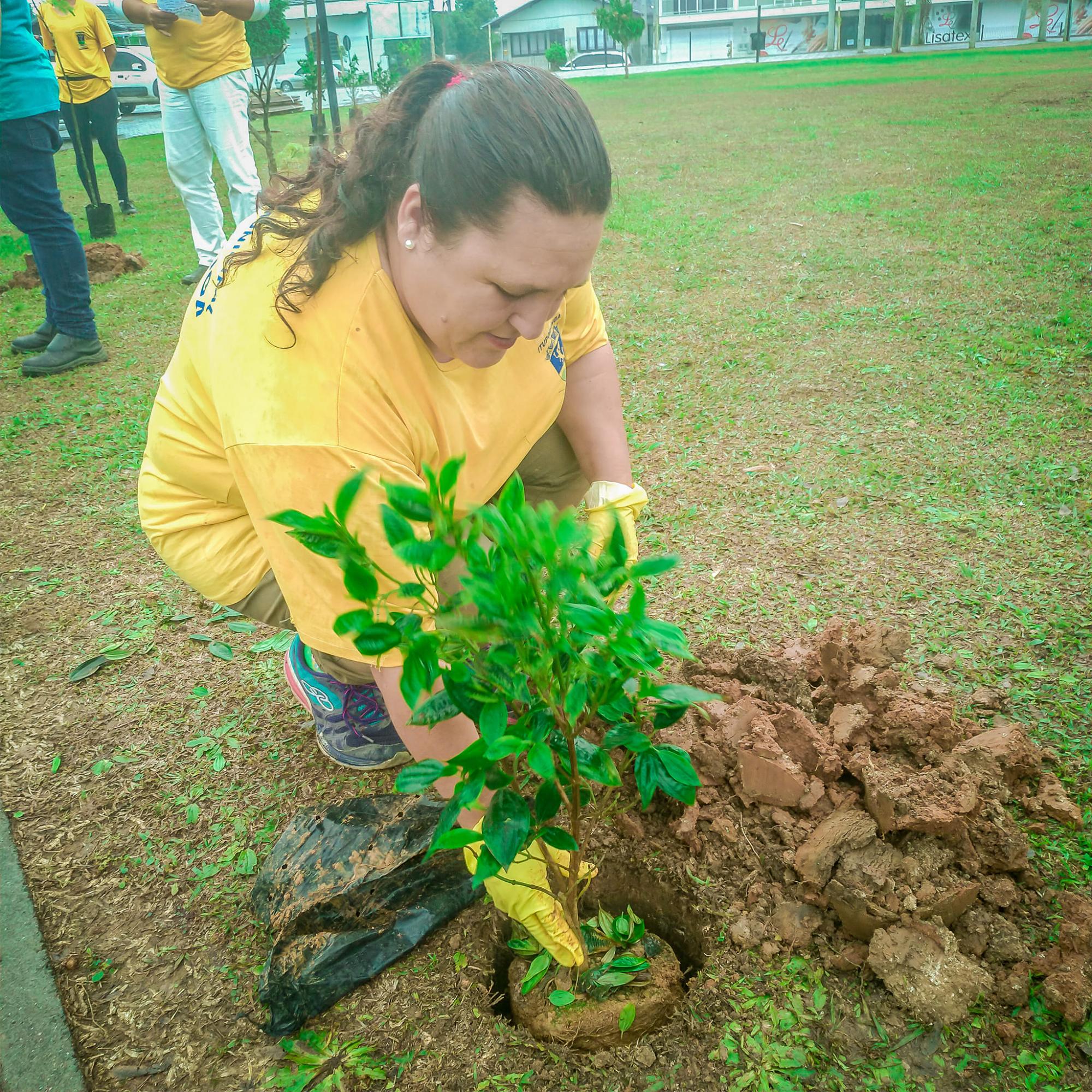 Administração de Ituporanga inicia o plantio de aproximadamente duas mil árvores na área central da cidade