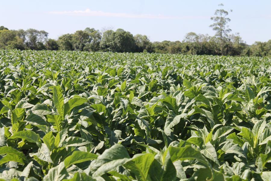 Afubra segue com recomendação para que produtores plantem menos tabaco nesta safra