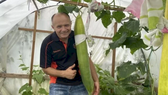 Agricultor bate recorde ao colher o maior pepino do mundo