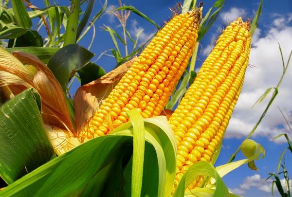 Agricultores de Bom Retiro podem adquirir sementes de milho pelo Programa Troca-Troca