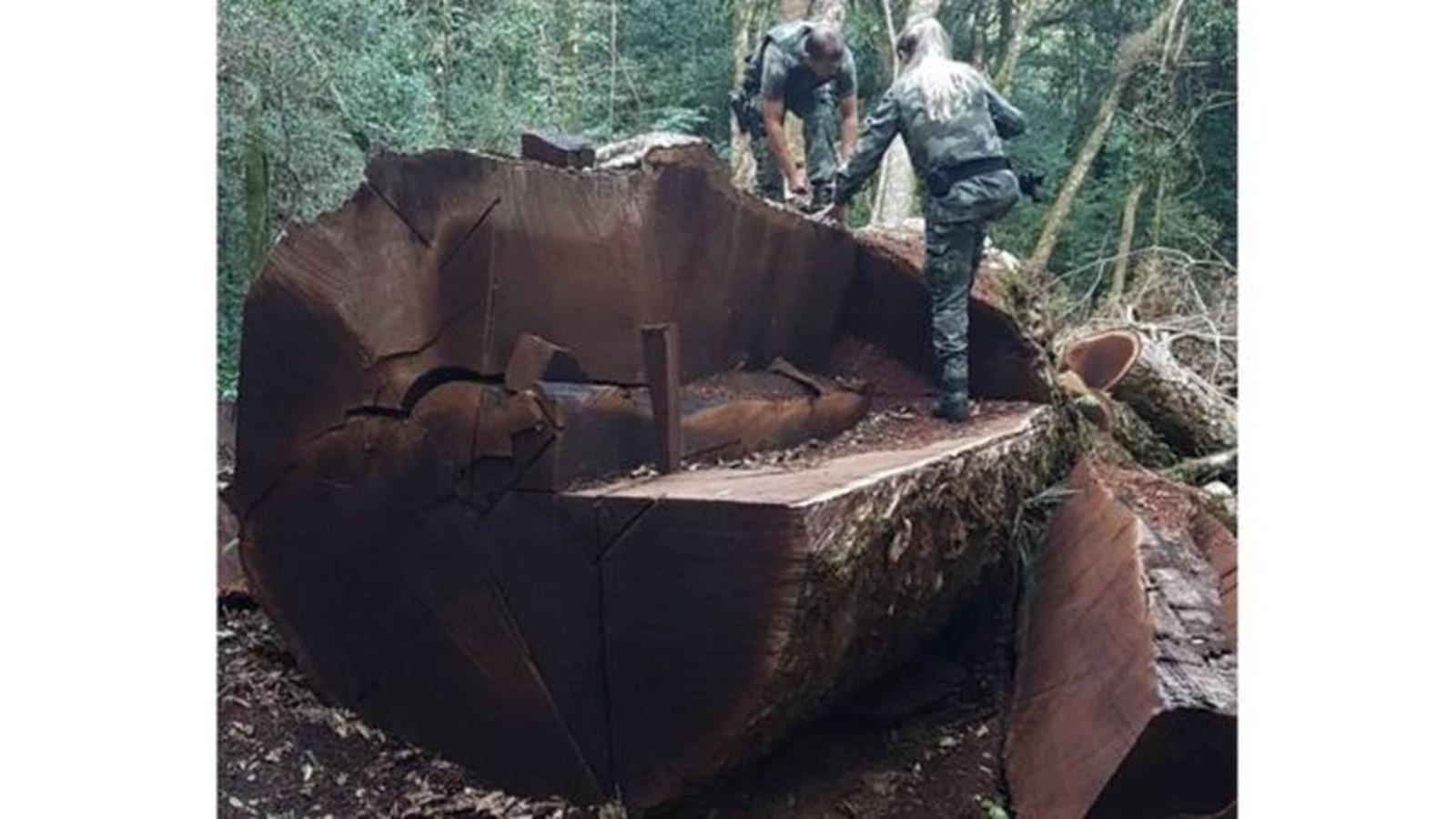 Árvore gigante rara de 535 anos foi derrubada em Santa Catarina para virar cerca