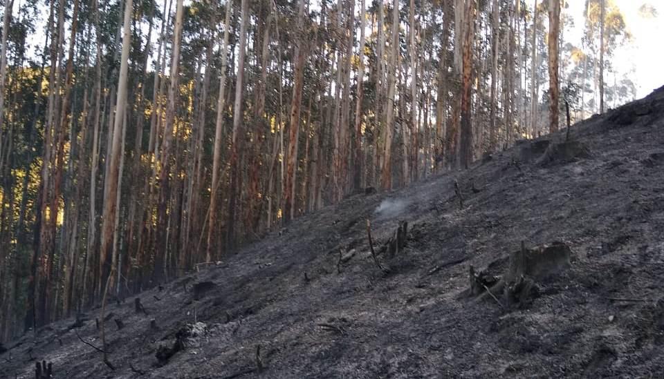 Bombeiros levam cerca de três horas para combater incêndio em reflorestamento de eucaliptos em Vidal Ramos
