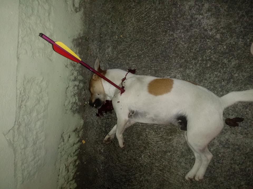Cachorro morre após levar flechada em Ituporanga