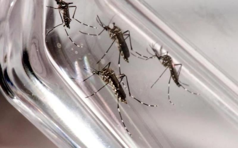 Circulação de vírus da dengue tipo 2 traz alerta para intensificar prevenção em SC