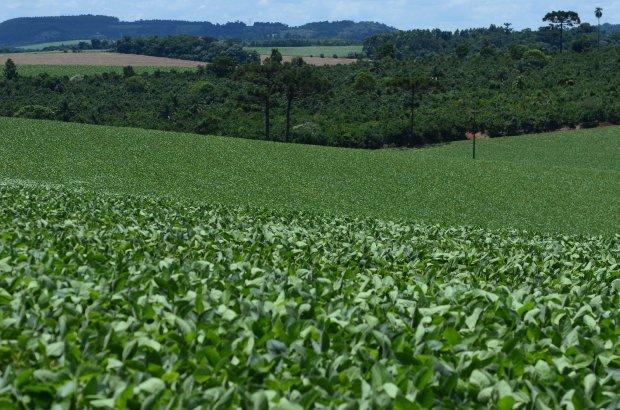 Comércio de herbicida paraquat está proibido no Brasil