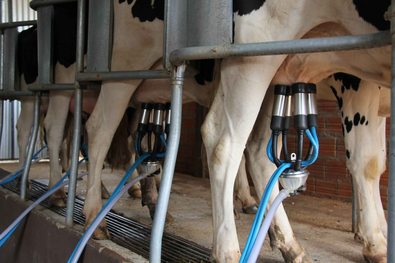 Comissão de agricultura da câmara aprova redução em 30% no custo da energia elétrica para produtores de leite