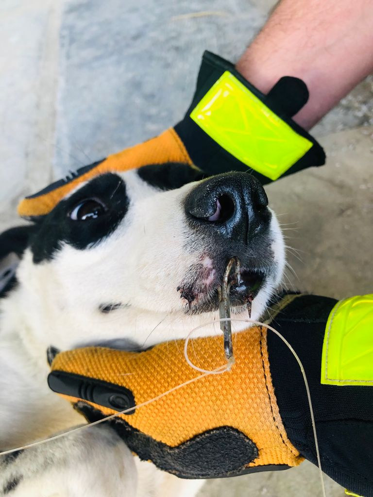 Corpo de Bombeiros resgata cachorro com anzol preso a boca em Ituporanga 