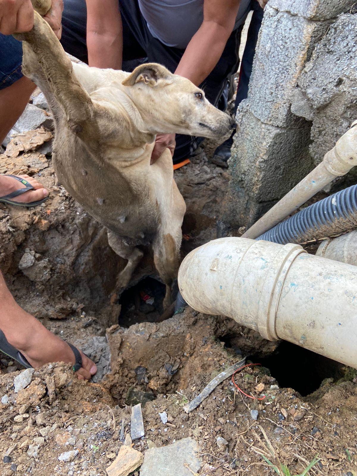 Corpo de Bombeiros resgata cão preso em tubulação
