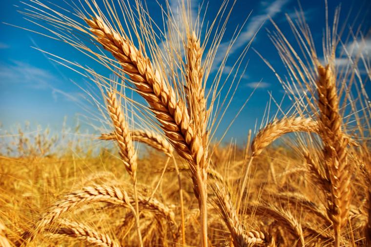 Cultivo de trigo deve crescer 25% em Santa Catarina em relação a safra anterior, diz Epagri