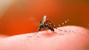 Cidades do Alto Vale registram transmissão local de dengue