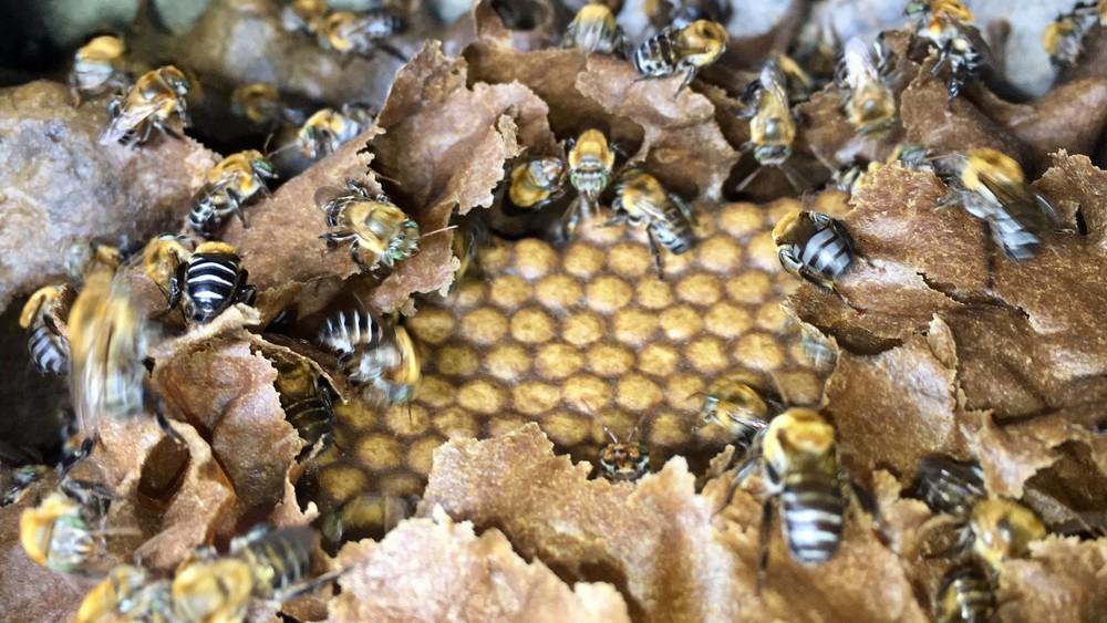 Epagri alerta para ataques de abelha durante o verão em SC