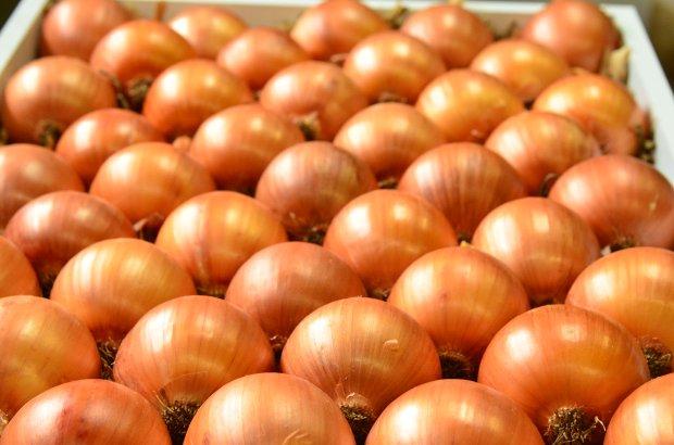 Epagri recebe royalties e comemora sucesso de dois cultivares de cebola