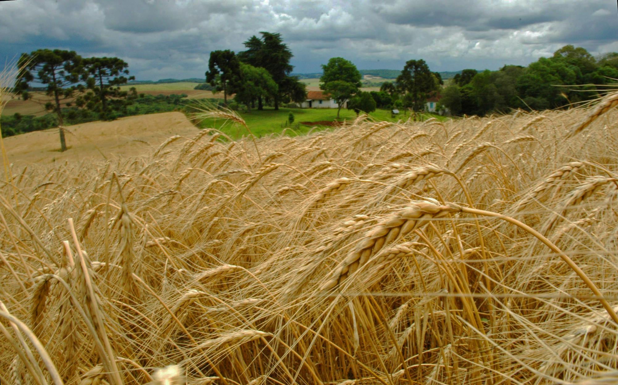 Frio extremo da semana passada deve afetar lavouras de trigo na região
