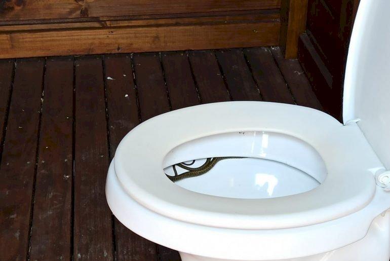 Homem encontra cobra dentro de vaso sanitário