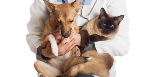 Imbuia promove campanha de castração de cães e gatos
