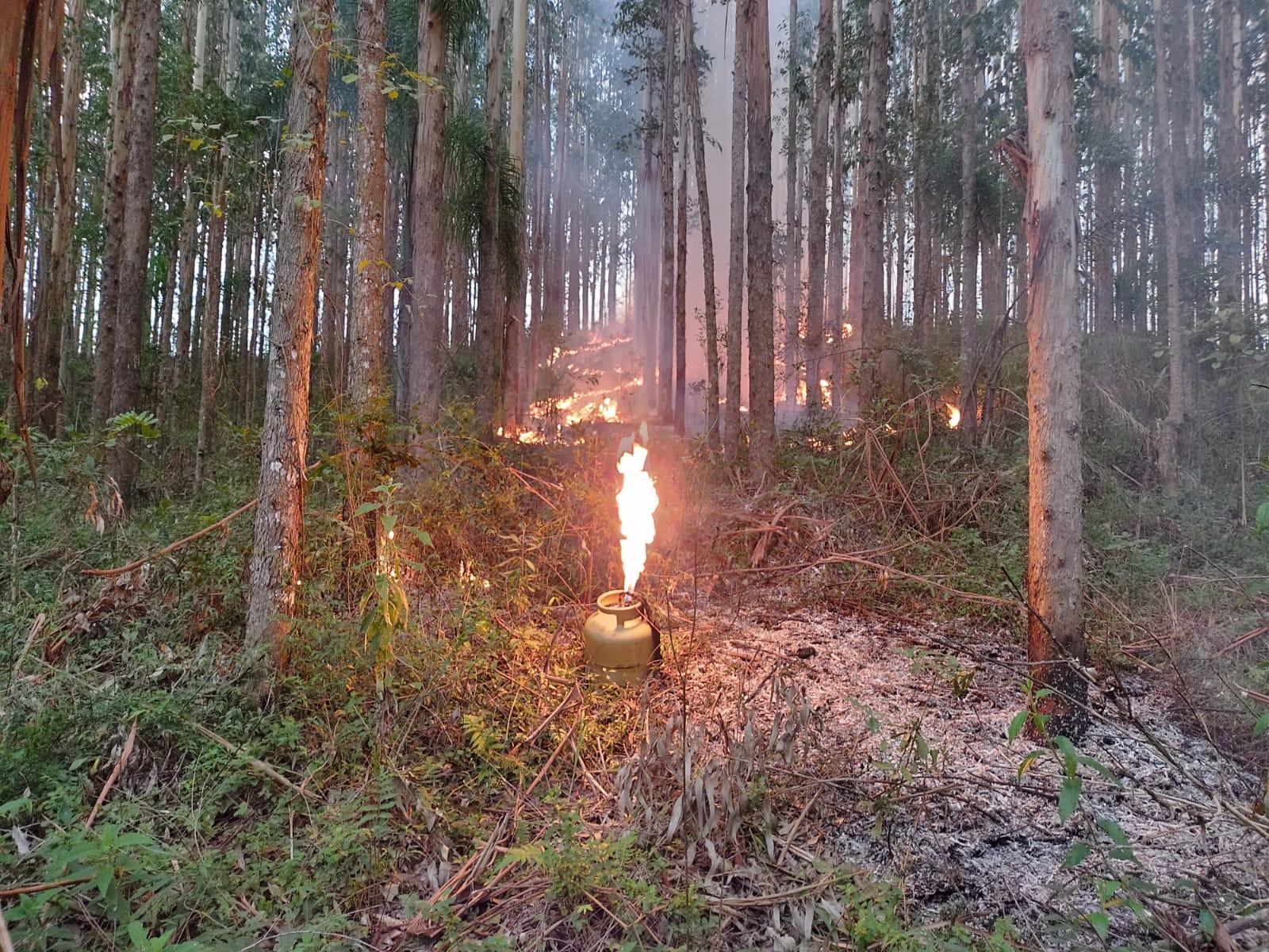 Incêndio consome 40 mil metros quadrados de vegetação e reflorestamento em Petrolândia