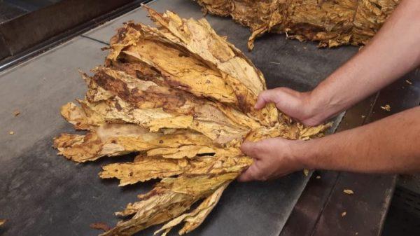 Levantamento da Afubra aponta que ainda há cerca de 15% da safra de tabaco para ser comercializada