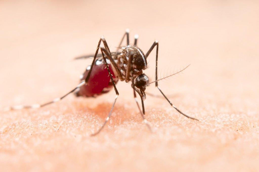 Mais de 70% dos municípios catarinenses têm focos do mosquito da dengue