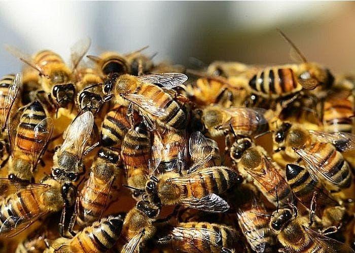 Menina de 7 anos leva cerca de 50 picadas de abelhas e é levada ao hospital em SC