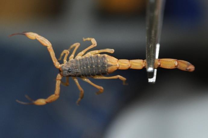 Municípios do Alto Vale ficam em alerta por conta do aparecimento de escorpiões