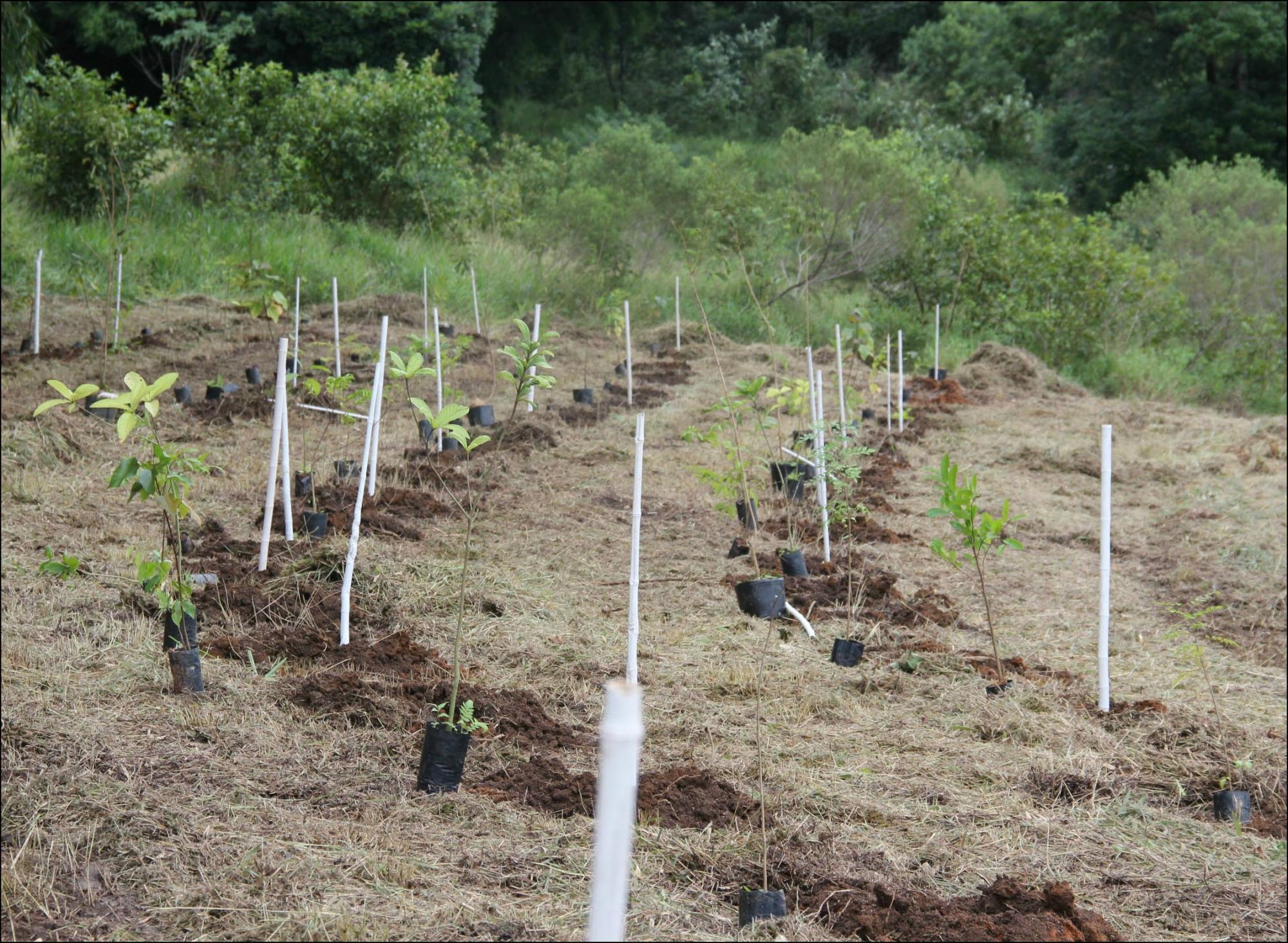 Agricultores do Alto Vale podem recuperar áreas degradas com programa Cultivando Água desenvolvido pela AABRI