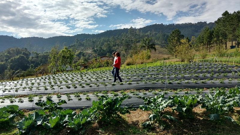 Censo Agropecuário 2017 inicia em outubro