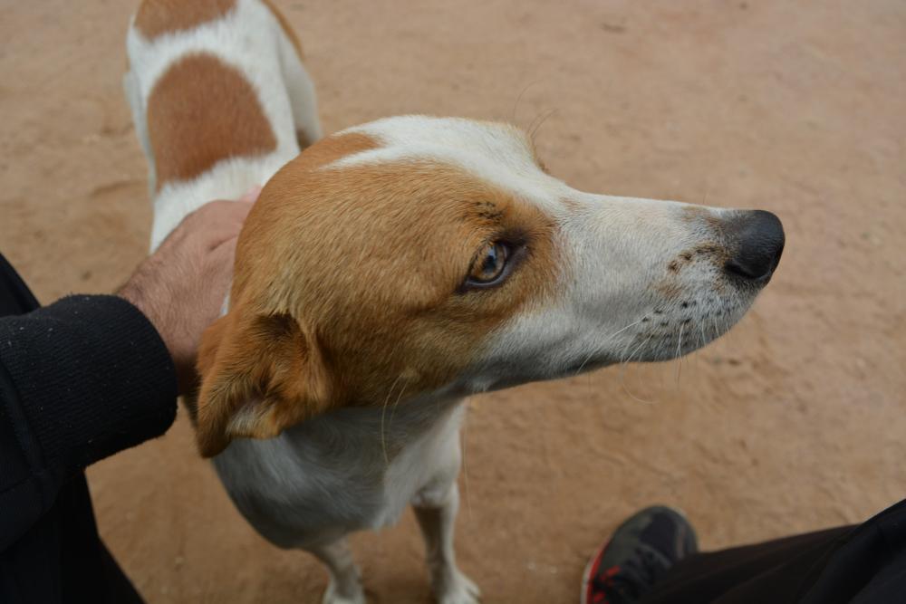 Cerca de mil animais entre cães e gatos já foram castrados na Região da Cebola