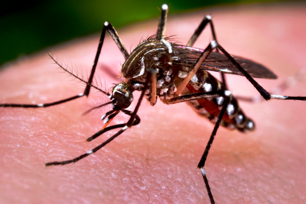 Ituporanga adere campanha de mobilização estadual contra o mosquito Aedes Aegypti