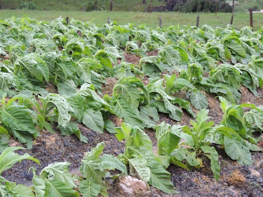 Levantamento da Epagri aponta prejuízos causados pelas chuvas na agricultura do Alto Vale 