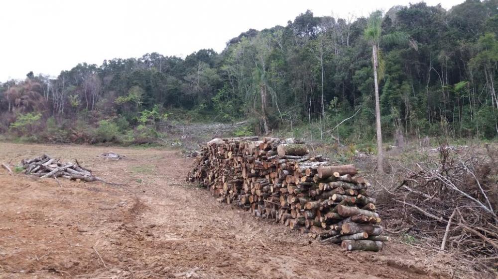 Polícia Ambiental apreende 160 metros cúbicos de madeira em Atalanta