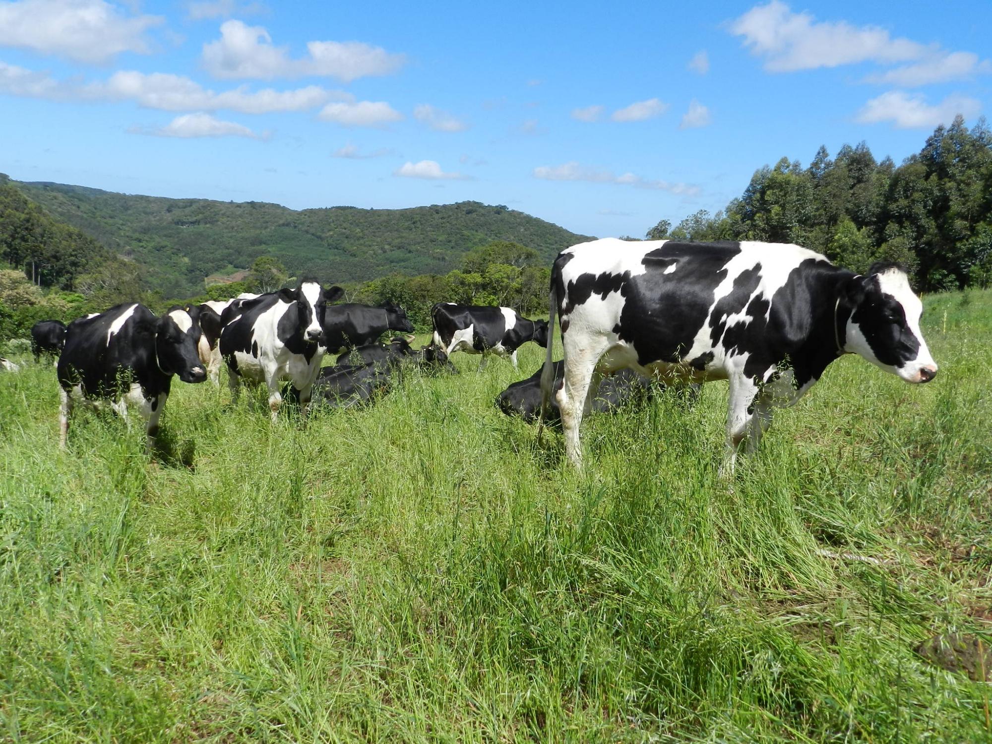 Produção de leite a base de pasto garante sustentabilidade a pequenas propriedades no Alto Vale