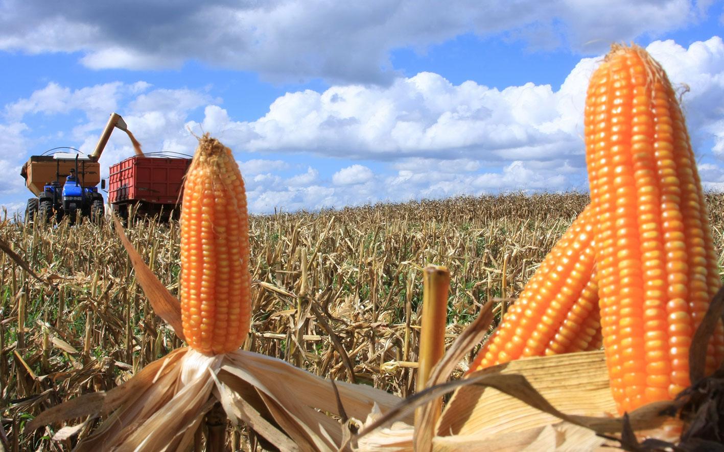Safra de milho deve ter redução de pelo menos 30% no Alto Vale