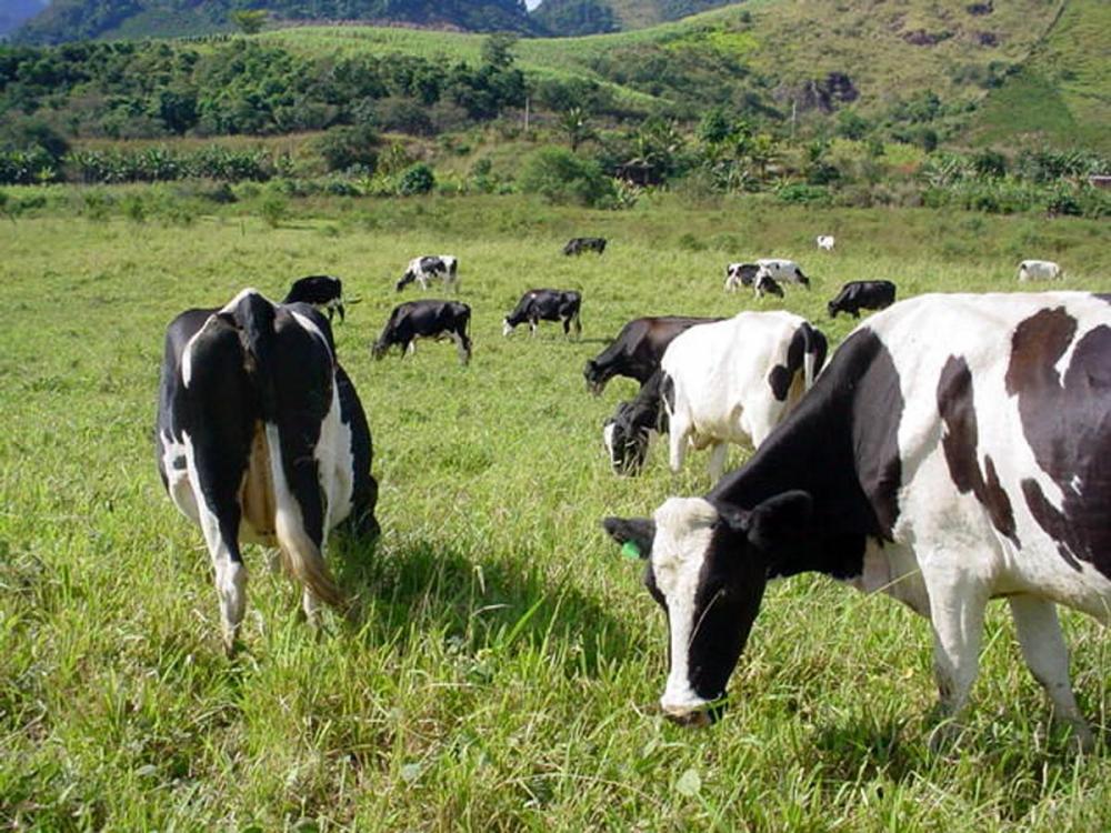 Unidade de referência técnica em Leoberto Leal estimula à produção de leite a base de pasto 