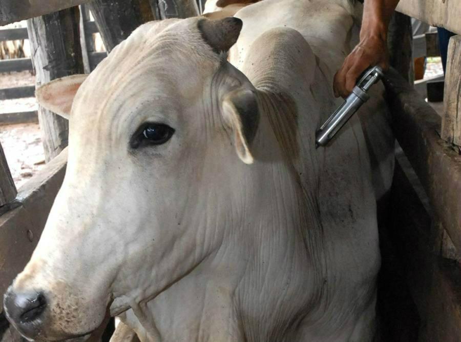 Vidal Ramos inicia aplicação de segunda dose de vacina contra raiva e carbúnculo em bovinos