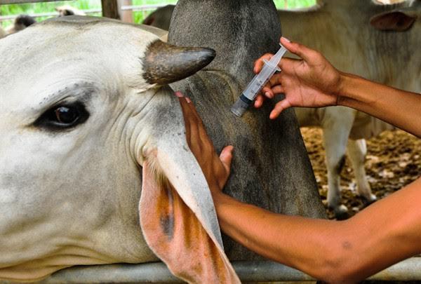 Vidal Ramos intensifica vacinação contra raiva bovina  