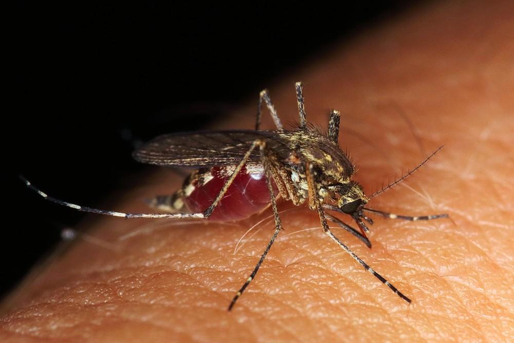 Número de casos de dengue em SC passa de 1,9 mil em 2019