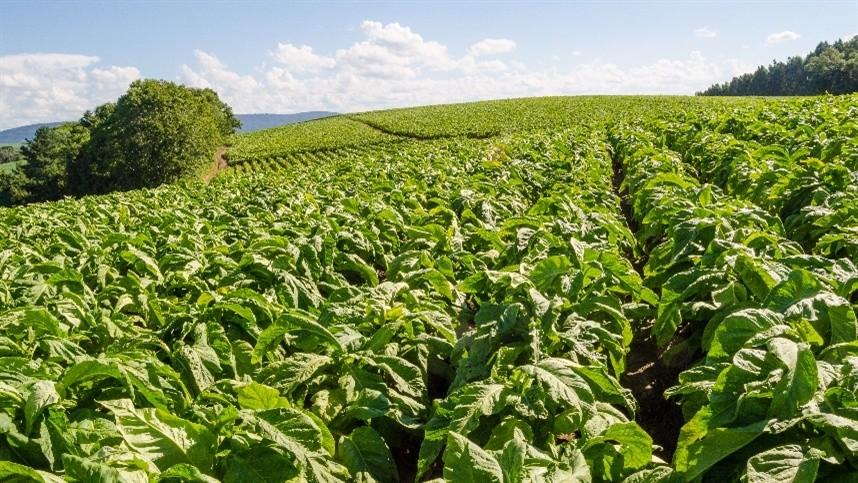 Oscilação da temperatura prejudica desenvolvimento do tabaco nas lavouras no Alto Vale