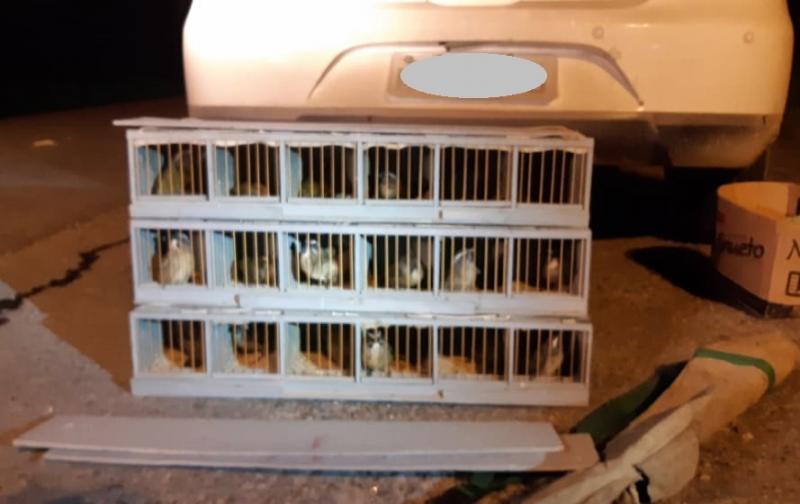 Pássaros silvestres capturados no Alto Vale são encontrados em carro na BR-470, em Blumenau 