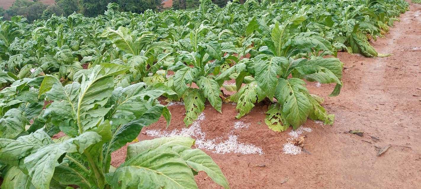 Pelo menos 100 produtores de fumo tiveram prejuízos por conta da chuva com granizo que atingiu a região
