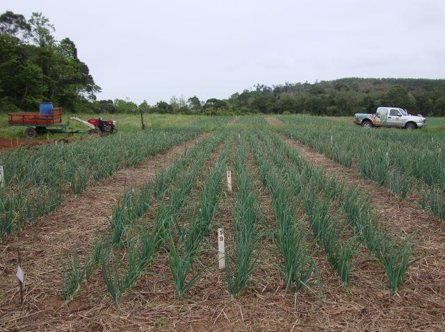 Práticas de produção integrada de cebola desenvolvidas pela Epagri viram norma técnica do Ministério da Agricultura