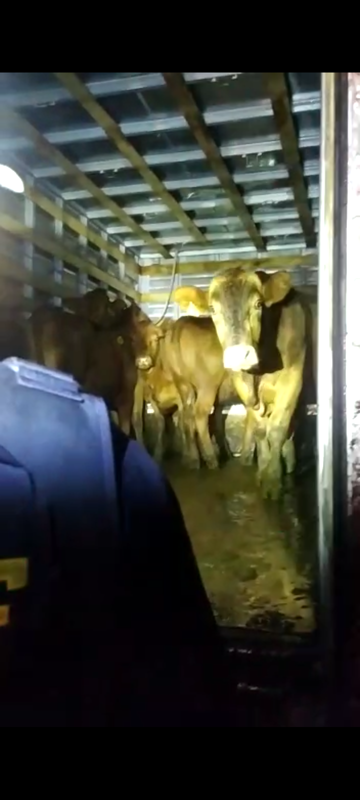 PRF de Rio do Sul recupera caminhão com registro de furto que transportava gado também furtado