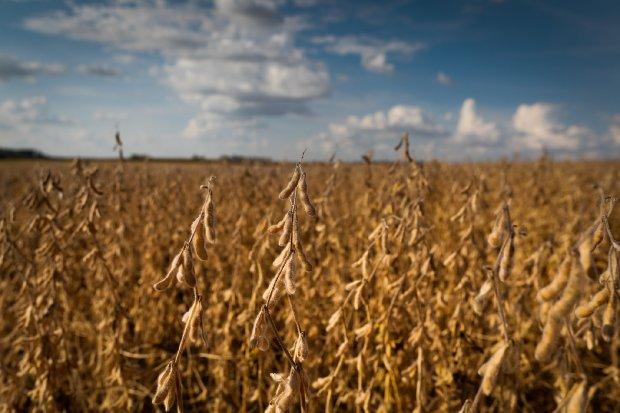 Produção de soja cresce 43,5% em oito anos no estado