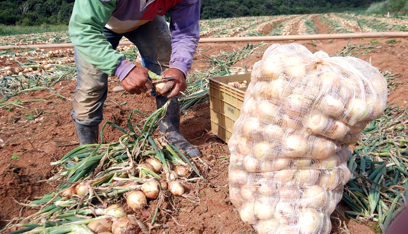 Produtores da região iniciam a colheita da cebola