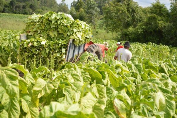 Produtores de tabaco iniciam a colheita da safra na região do Alto Vale