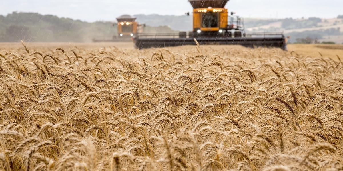 Safra de trigo deve ser quase 20% maior do que a safra passada em Santa Catarina