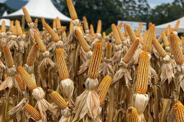 Santa Catarina inicia distribuição de sementes de milho do Programa Terra Boa