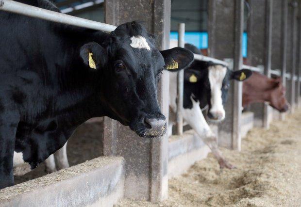 Santa Catarina mantém proibição de entrada de bovinos vindos de outros estados