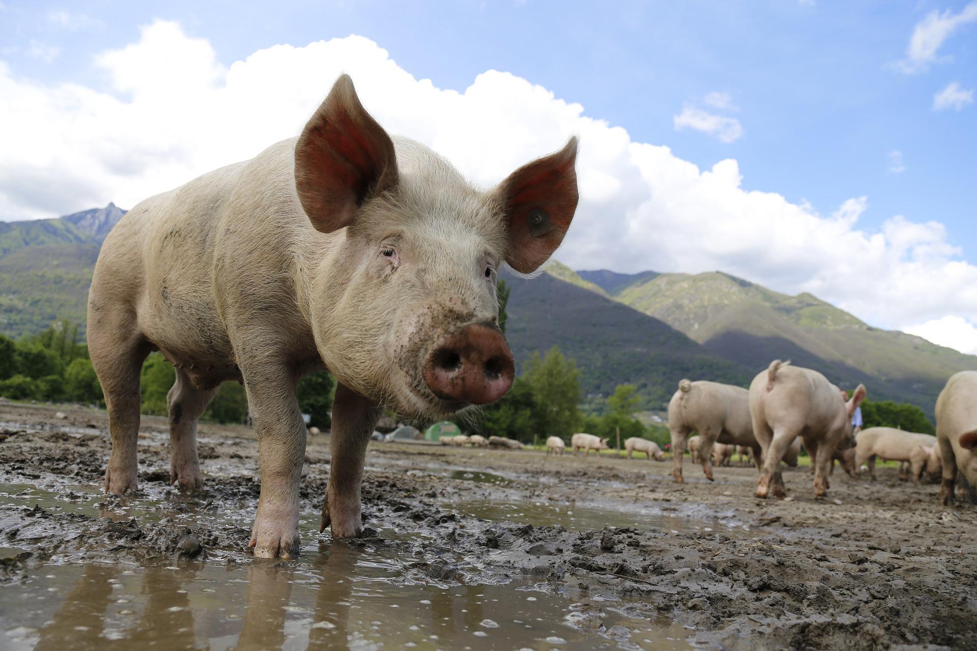 Surgimento de peste suína nas Américas acende alerta para alimentação de animais de maneira irregular