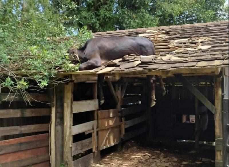 Vaca fica presa no telhado de rancho em Timbó