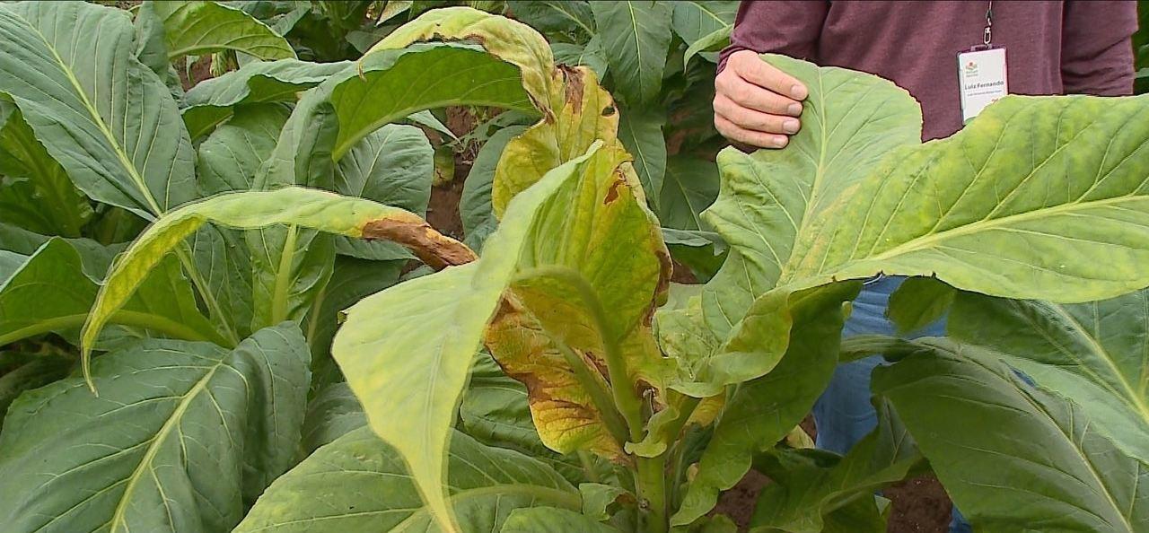Vírus atinge plantações de fumo do Sul de SC e preocupa agricultores